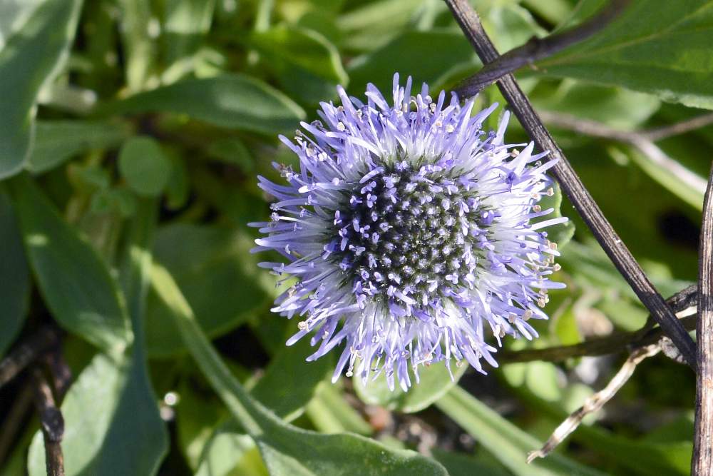 Globularia bisnagarica